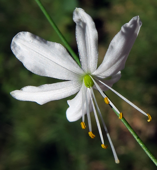 Anthericum1a