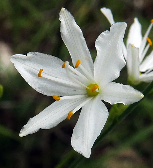 Anthericum3