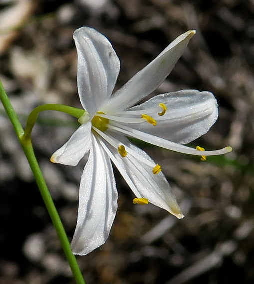 Anthericum2