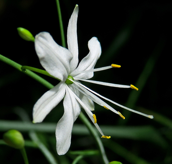 Anthericum4