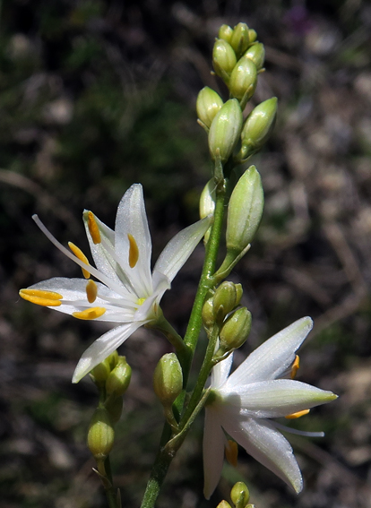 Anthericum4b