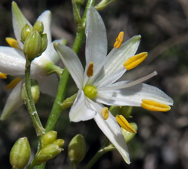 Anthericum4c