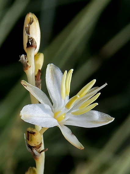 Chlorophytum3