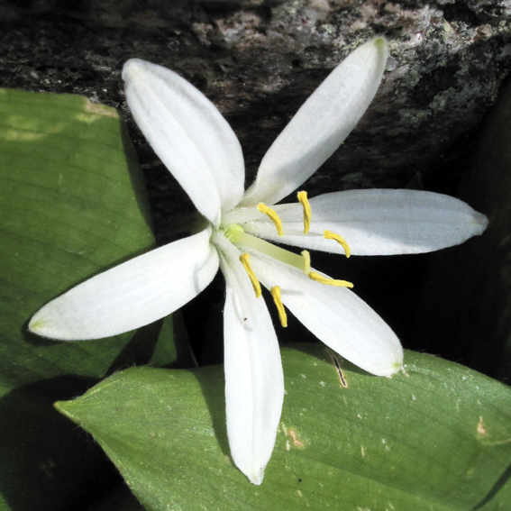 Clintonia1