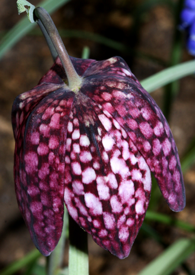 Fritillaria2