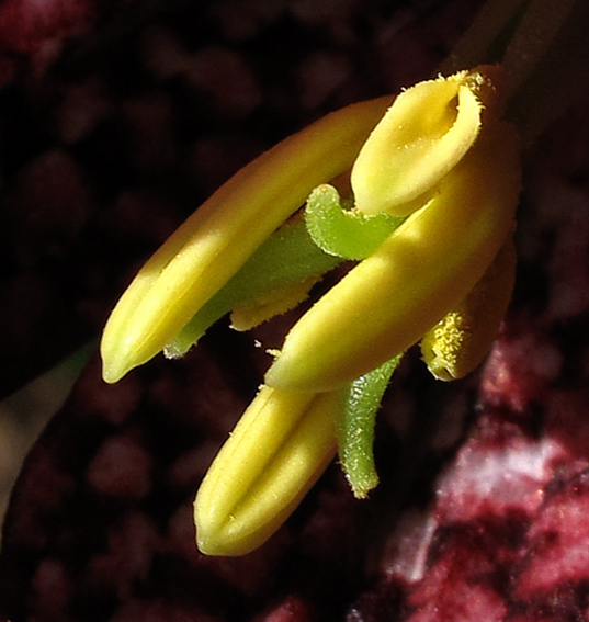 Fritillaria4