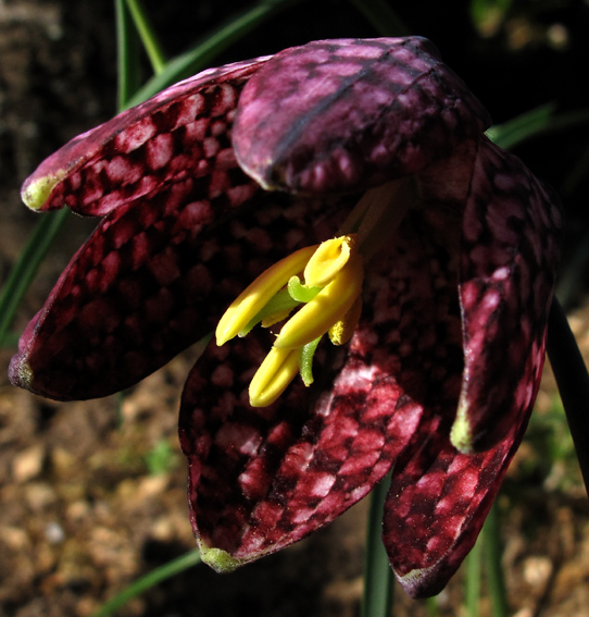 Fritillaria3