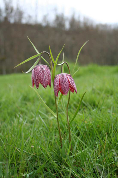 Fritillaria1