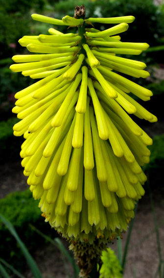 Kniphofia1