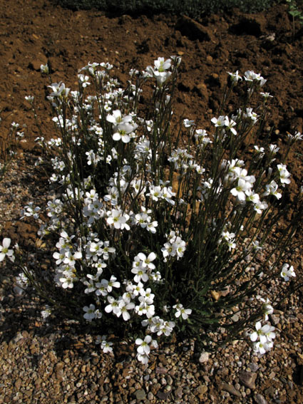 Arabis9