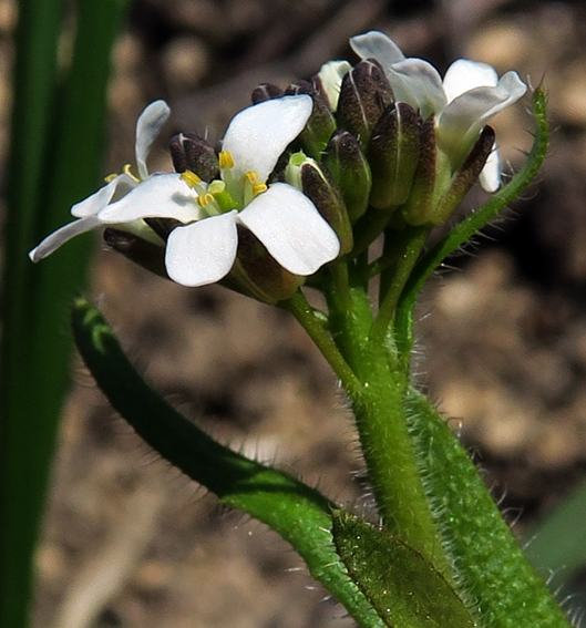 Arabis3