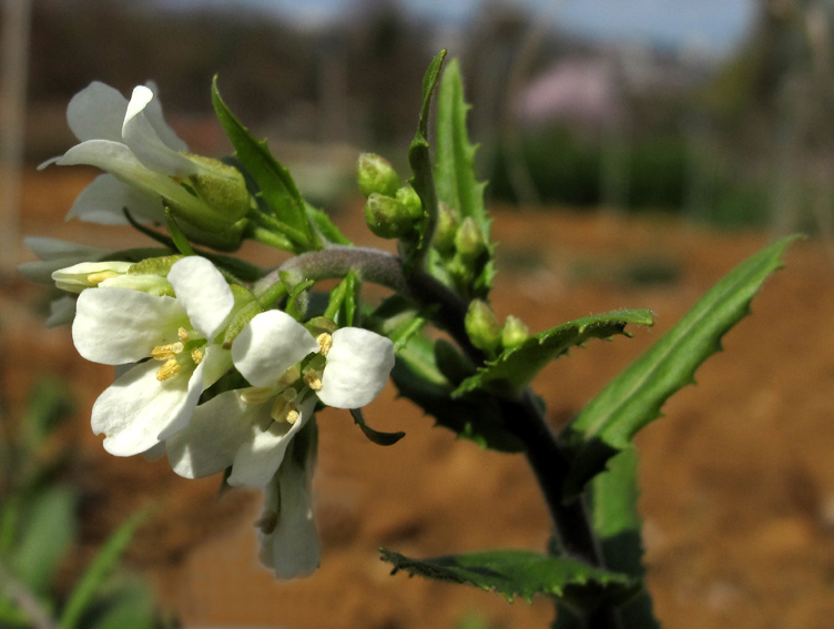 Arabis8