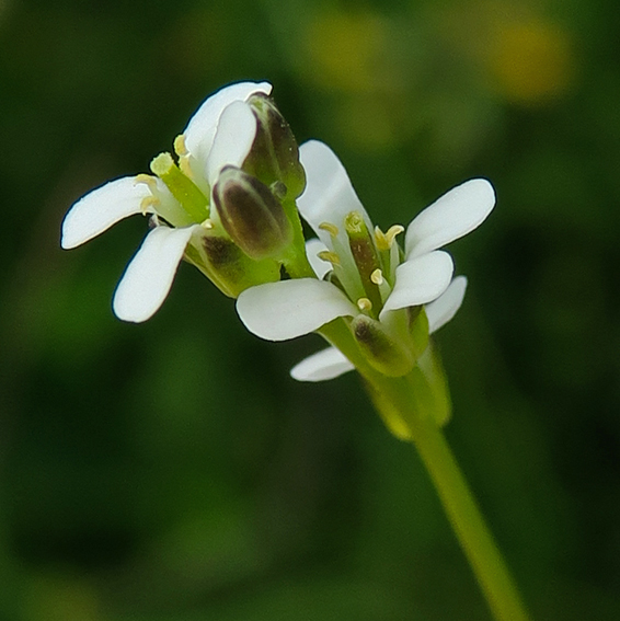 Arabis5a01