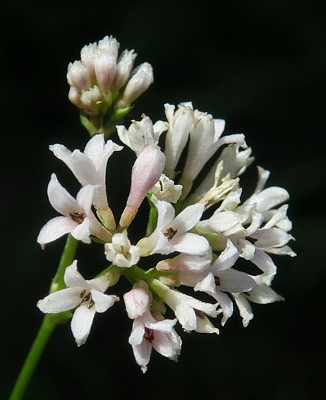 Asperula4