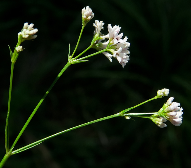 Asperula3