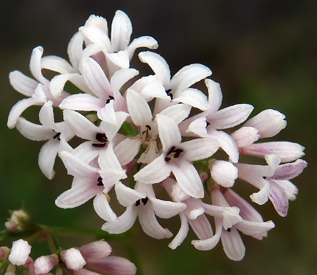 Asperula4b