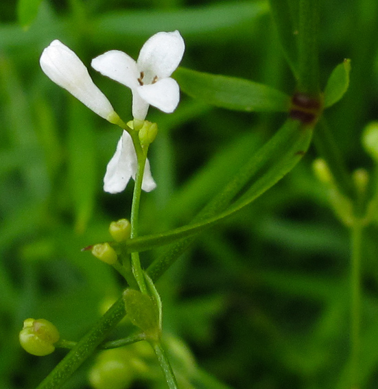 Asperula8