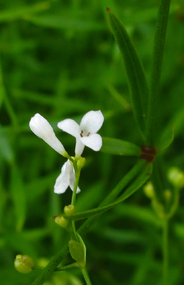 Asperula9