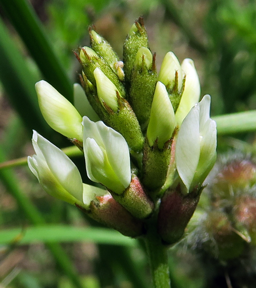 astragalus14