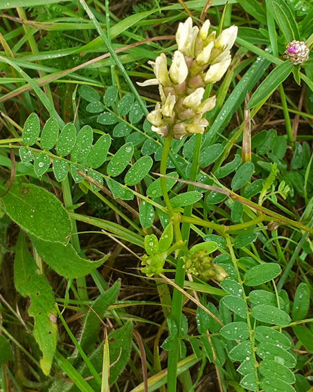 Astragalus11