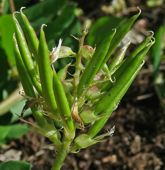 Astragalus4a