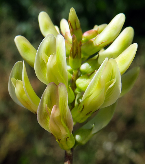 Astragalus3e