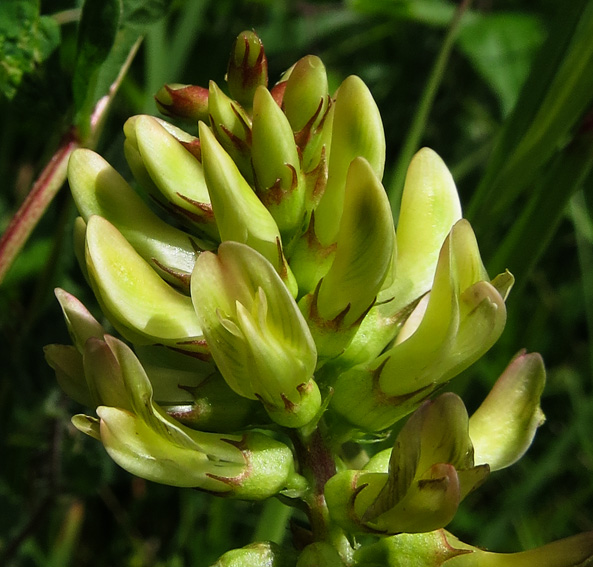 Astragalus3c