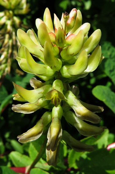 Astragalus3b