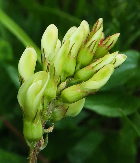 Astragalus3