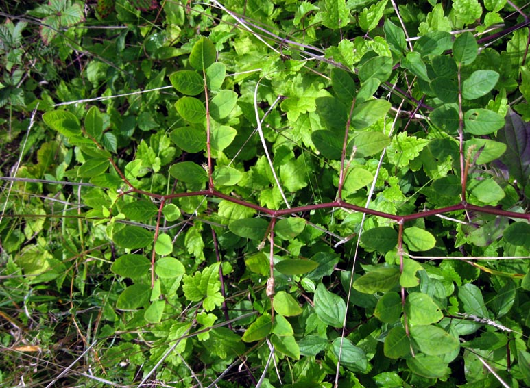 Astragalus1