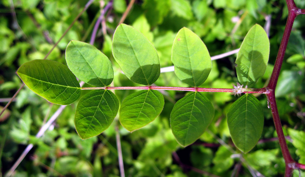 Astragalus2