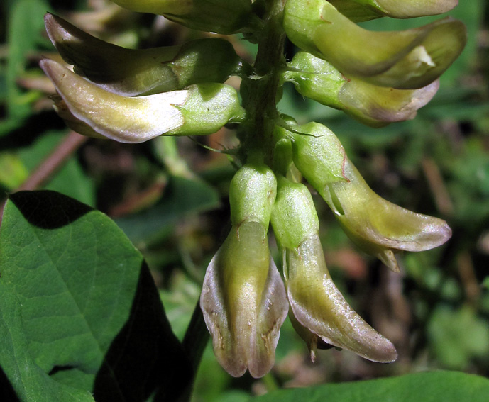 Astragalus3a