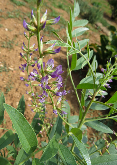 Astragalus9