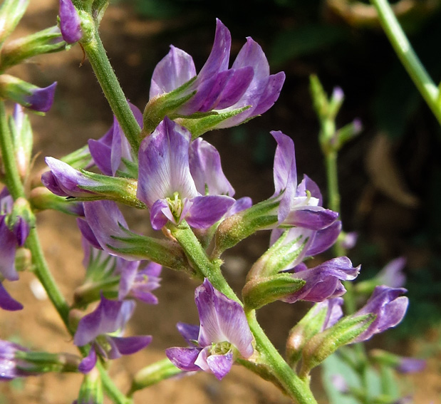 Astragalus10