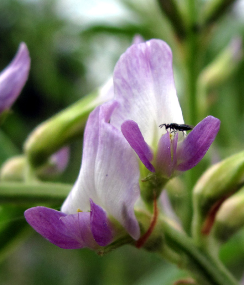 Astragalus7