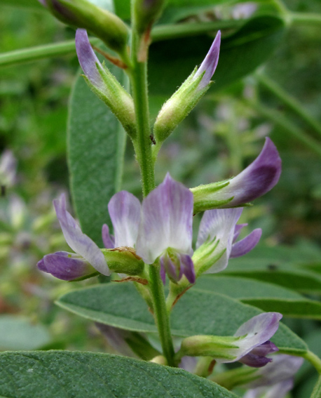 Astragalus6