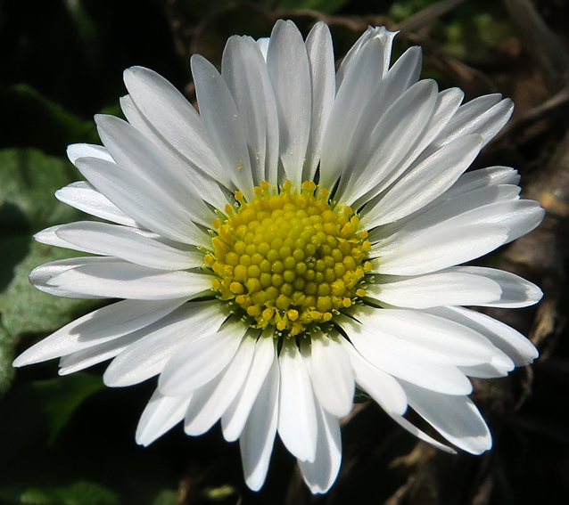 Bellis3