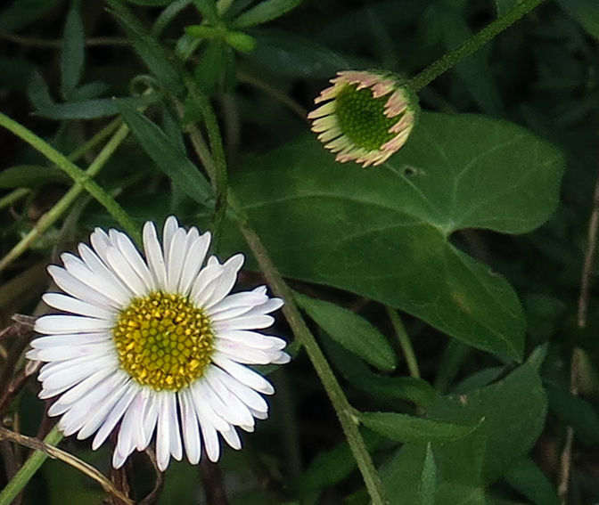 Erigeron2