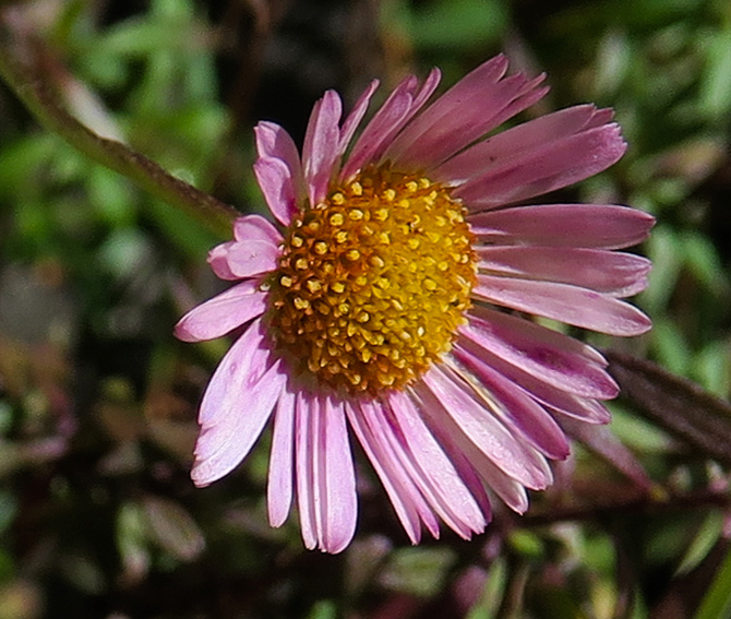 Erigeron3