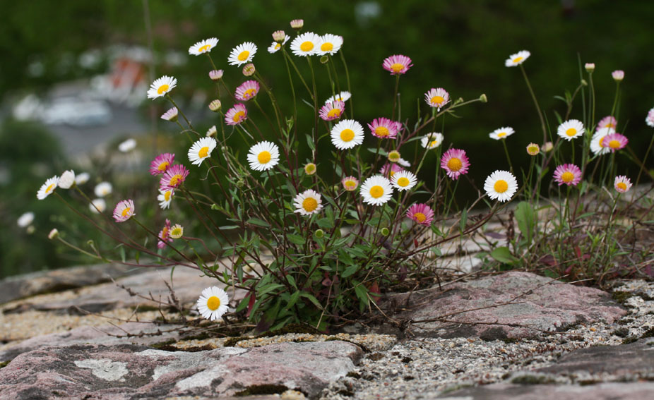 Erigeron1