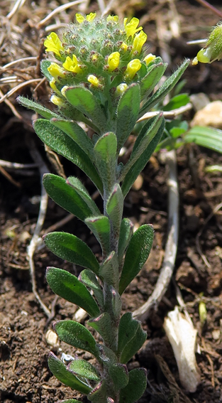 Alyssum7