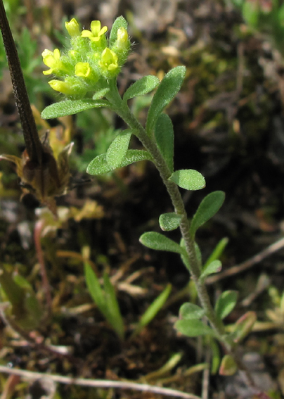 Alyssum1