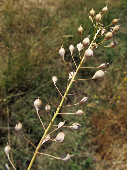 Camelina3