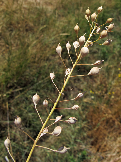 Camelina3