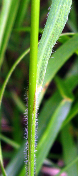 Brachypodium2