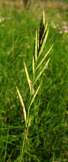 Brachypodium3