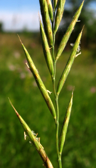 Brachypodium4