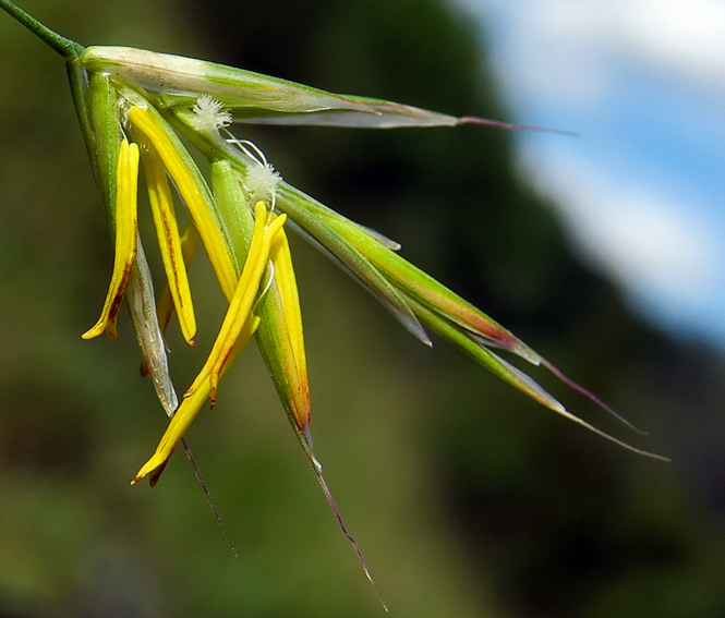 Bromus3