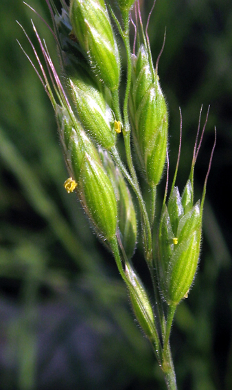 Bromus9