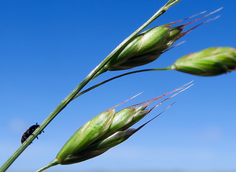 Bromus9a